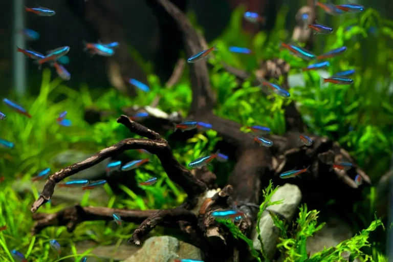 Aquariumsource Explained: Features, Search Intent, and Safer Alternatives
